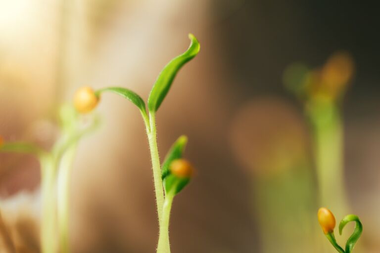 one seed Perfume